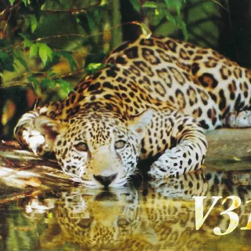 V31ZA profile image