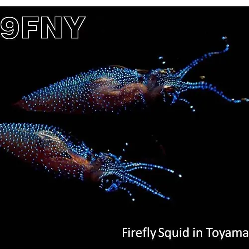 JA9FNY profile image