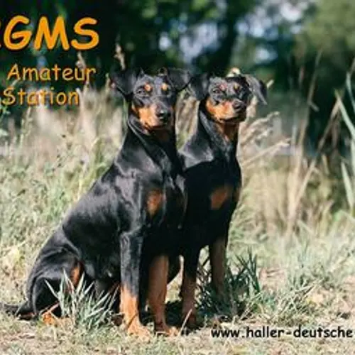 DJ2GMS profile image