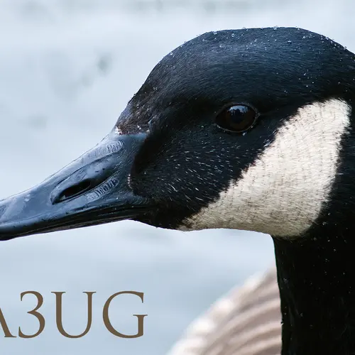 VA3UG profile image