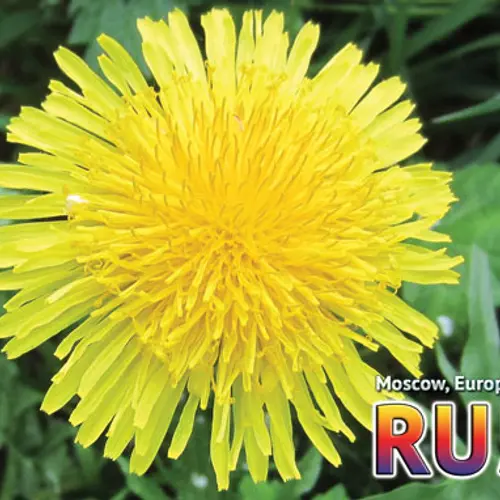 RU5A profile image