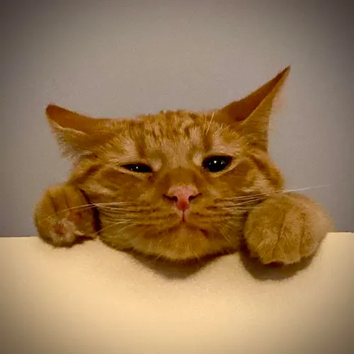 N9ZGT profile image