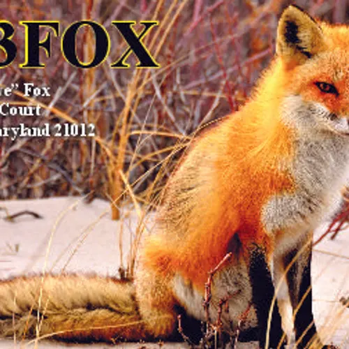 W3FOX profile image