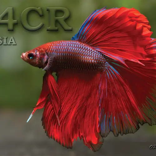 R4CR profile image