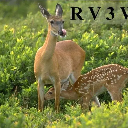 RV3WL profile image