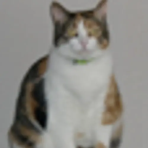 F1SZC profile image