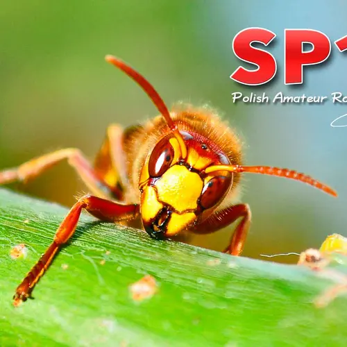 SP1L profile image