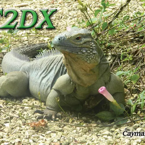 ZF2DX profile image