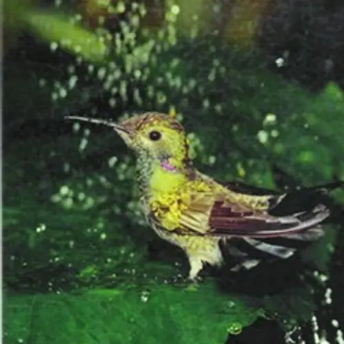 PP1CZ profile image