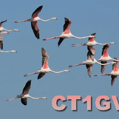 CT1GVN profile image