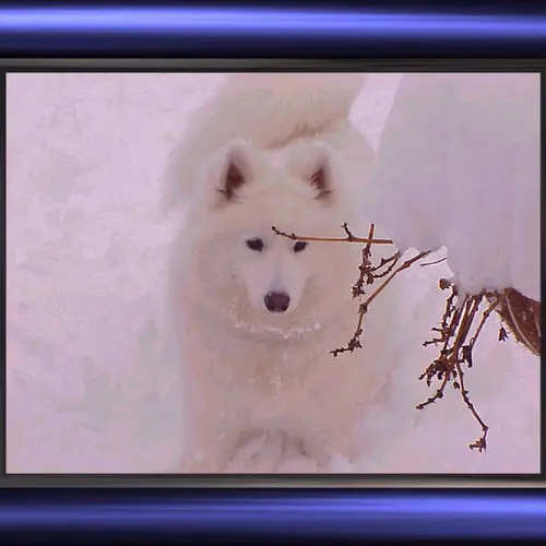 WB3FSR profile image