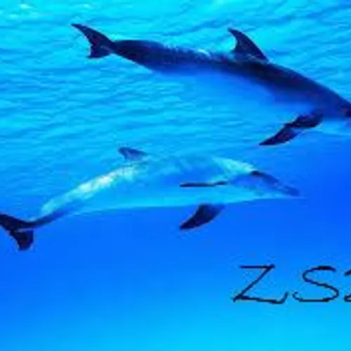 ZS2Y profile image