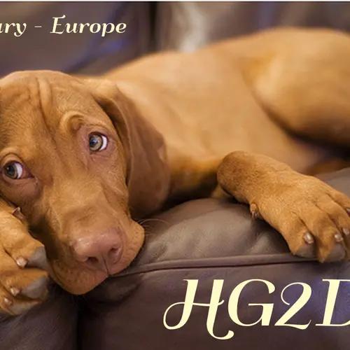 HG2DX profile image