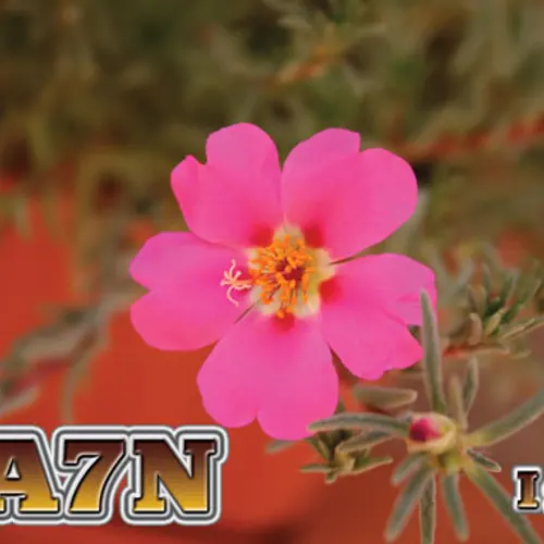 UA7N profile image