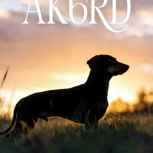 AK6RD profile image