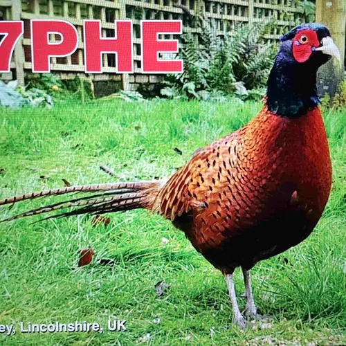 M7PHE profile image