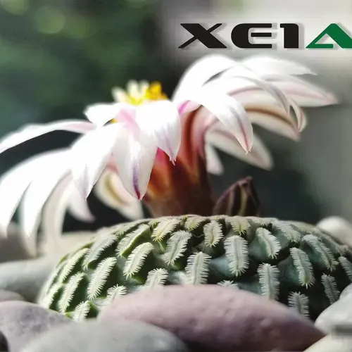 XE1ACA profile image