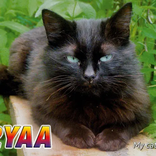 R2YAA profile image