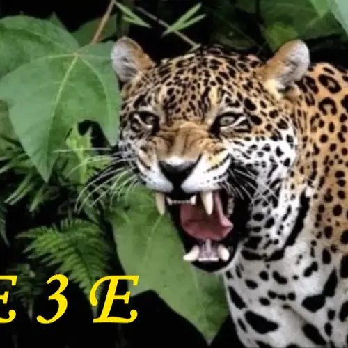 XE3E profile image