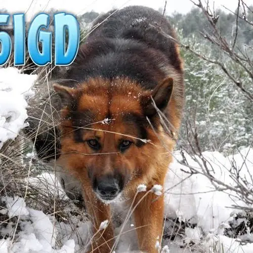 EA5IGD