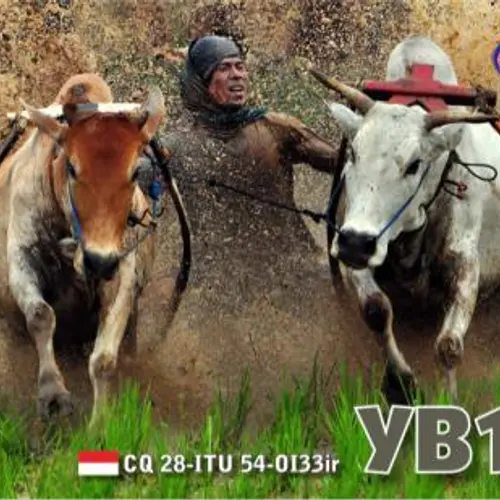 YB1TJ profile image