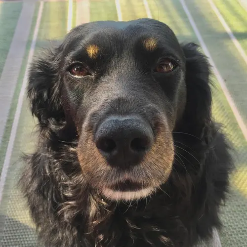 YL1DOG profile image