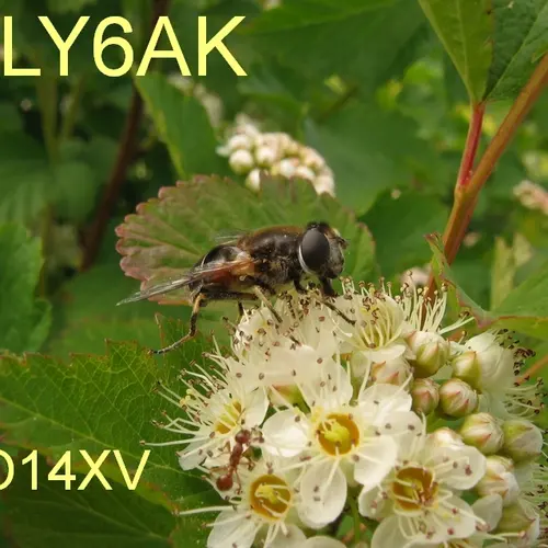 LY6AK profile image