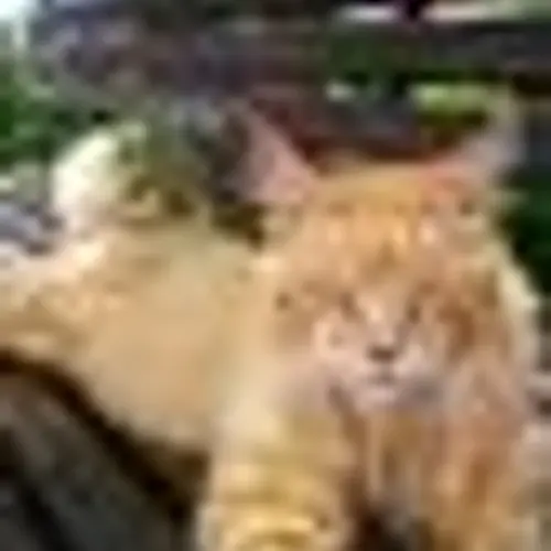 RZ3AV profile image