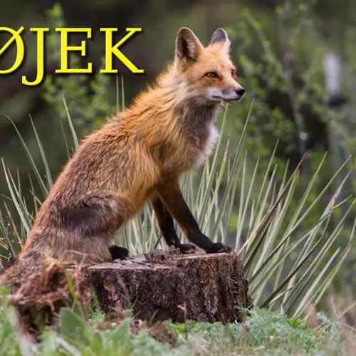 W0JEK profile image