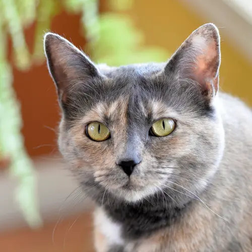 VE7CAT profile image