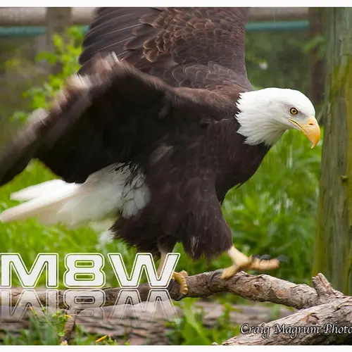 NM8W profile image