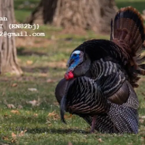 N8CWX profile image