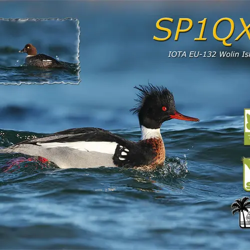 SP1QXK profile image