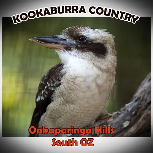 VK5DU profile image