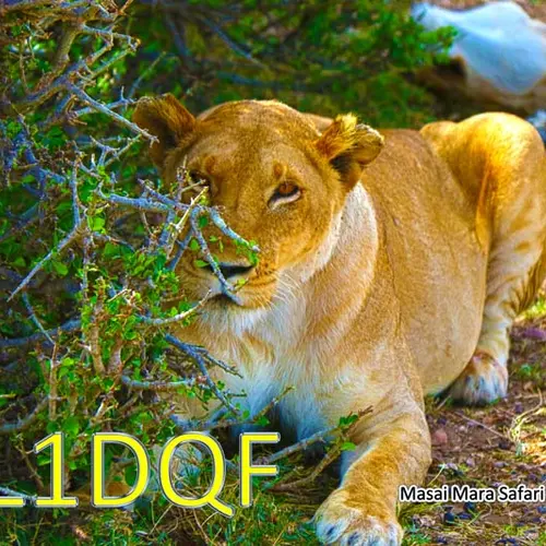DL1DQF