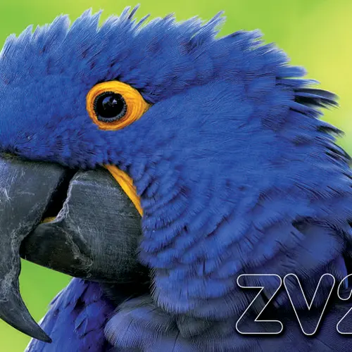 ZV2C profile image