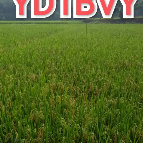YD1BVY profile image