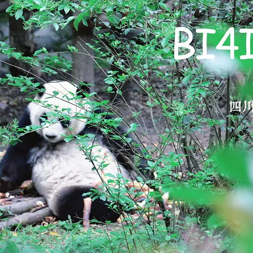 BI4IA