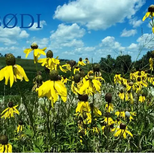 AB0DI
