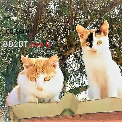 BD2BT
