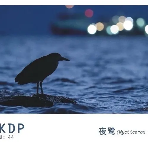 BD6KDP