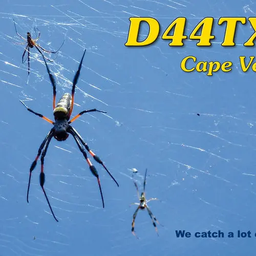 D44TXT