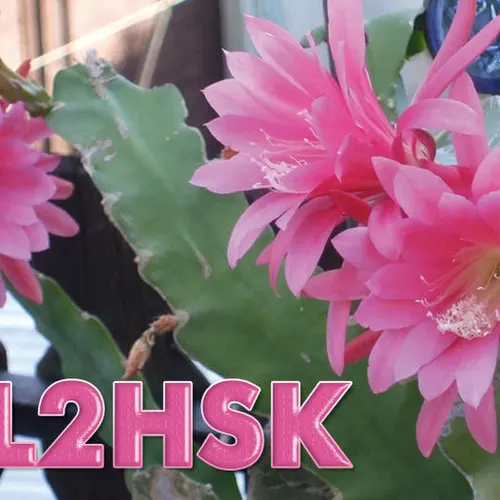 DL2HSK