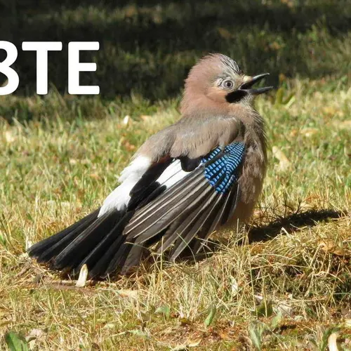 DL8TE