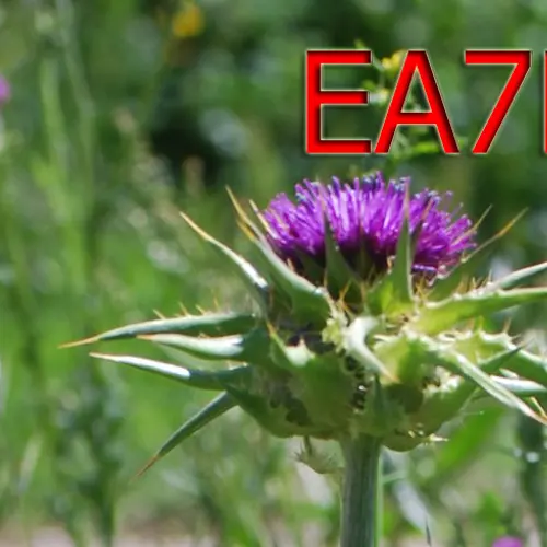 EA7JQT