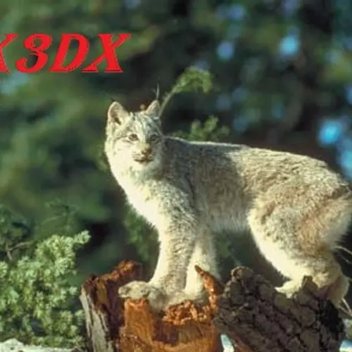 RX3DX