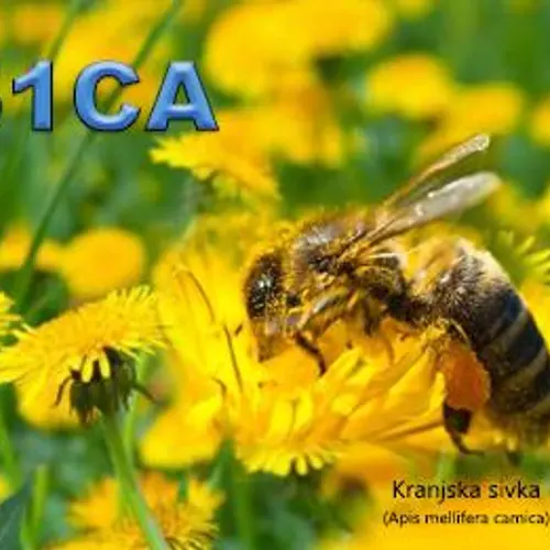 S51CA