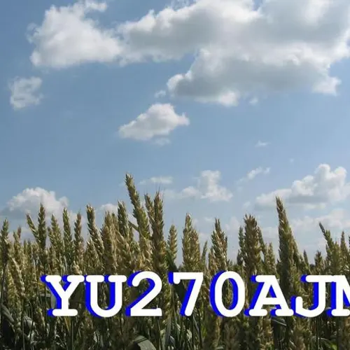 YU270AJM profile image