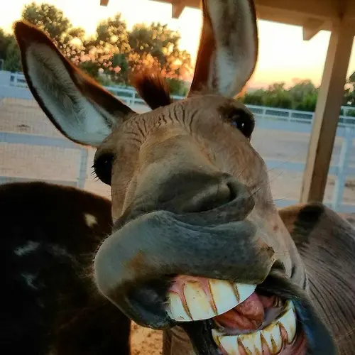 W5ASS profile image