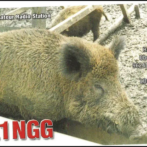 DL1NGG